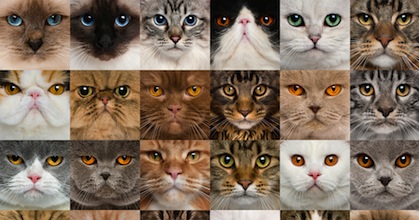 Dimmi di che segno sei e ti dirò quale gatto scegliere: