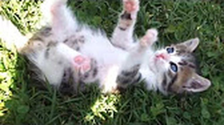 Gattino che ride come un bambino-bellissimo. - AMICO MIO