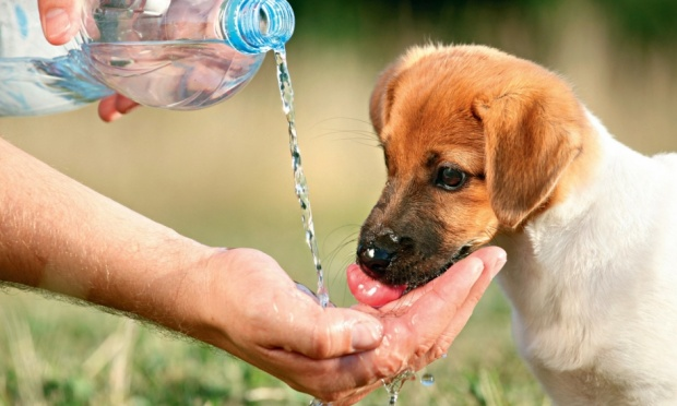 Come proteggere gli animali dal caldo