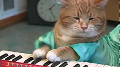 Guardate questo gatto come suona il pianoforte ,e' favoloso ! - AMICO MIO