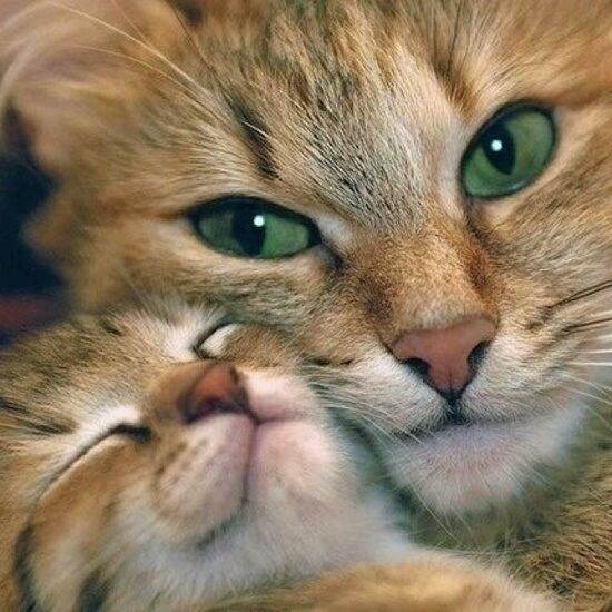 Anche i gatti sanno parlare! - AMICO MIO