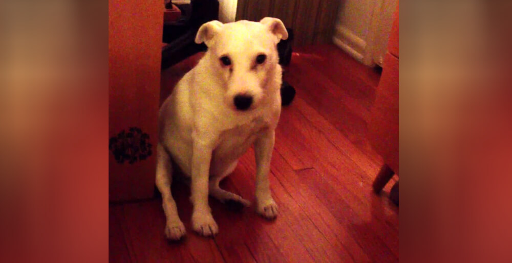 Il cane ha rovesciato la nettezza e si sente colpevole - impossibile non ridere alla sua reazione!