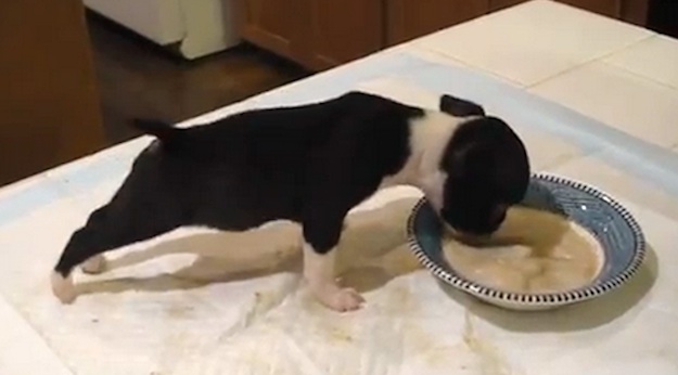 Il cucciolo inizia a mangiare dalla sua ciotola - quello che succede dopo poco vi farà scoppiare a ridere