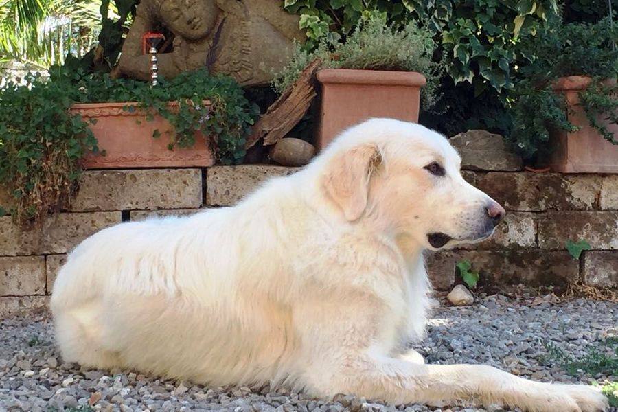 Smarrito in vacanza, cane percorre 80 km e torna a casa