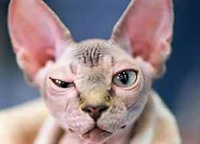 Sphynx è una delle razze gatto più cara al mondo - AMICO MIO