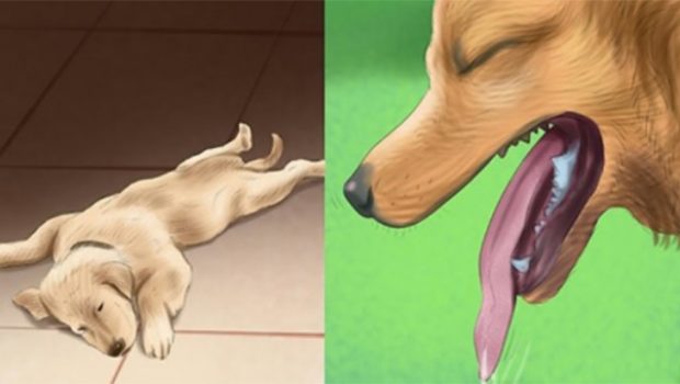6 indispensabili cose che devi assolutamente sapere per salvare il tuo cane dal caldo: