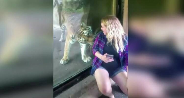 Incinta di 27 settimane decide di fare un selfie con una tigre. L'animale quando si accorge di un particolare della donna fa qualcosa di veramente commovente