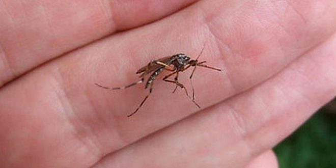 IN ITALIA LA #MALARIA È ARRIVATA CON GLI IMMIGRATI E NESSUNO PUÒ SMENTIRLO...