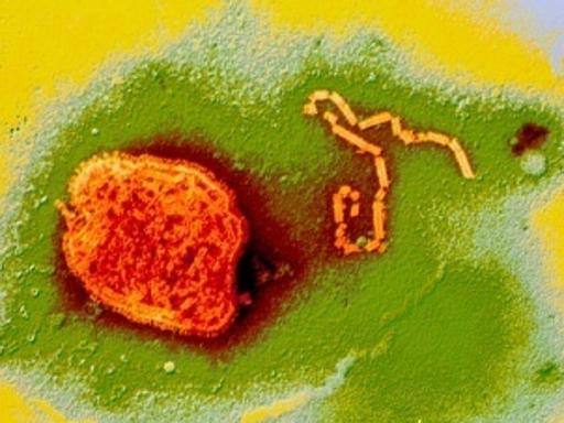 Sportello cancro: lotta contro il tumore - Corriere della Sera