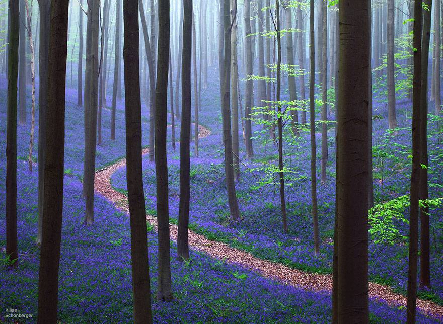 Esiste Un Bosco Magico In Belgio Tutto Ricoperto Di Viole