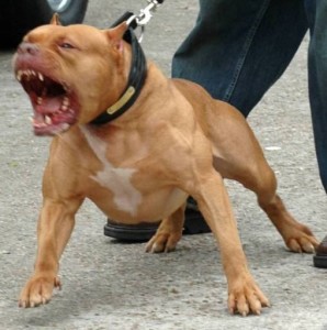 Ladri si introducono in casa, sbranati dai Pitbull
