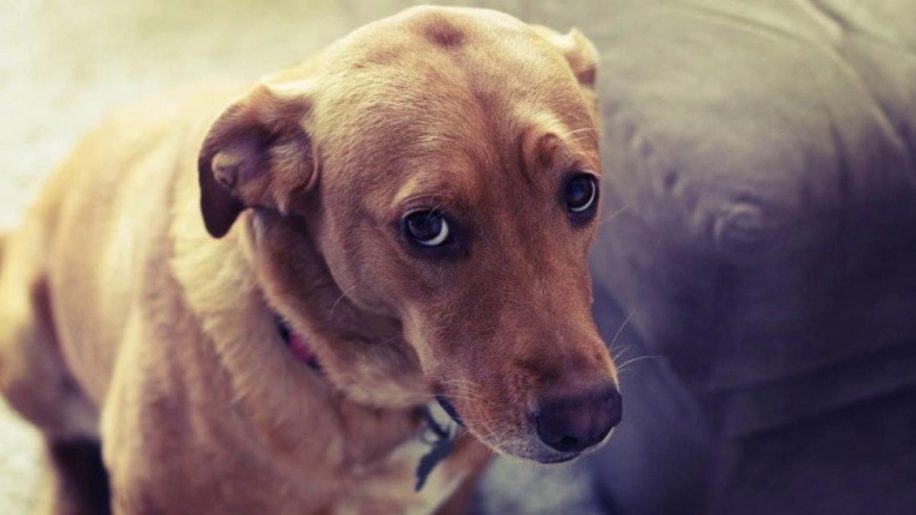 Prima di sgridare il tuo cane pensaci 2 volte. Questo è ciò che accade in realtà nella sua mente