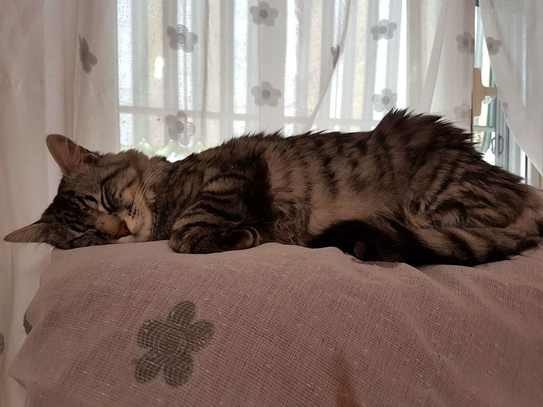 I gatti amano dormire comodi -Amico mio- - AMICO MIO