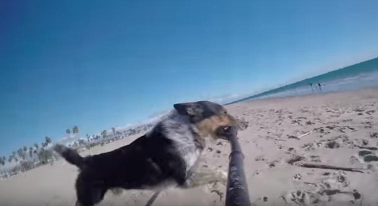 Cane si riprende mentre corre con il bastone dei selfie