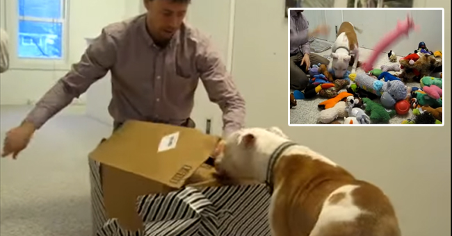 Un pitbull di undici anni riceve una spettacolare festa di compleanno dopo aver sconfitto il cancro