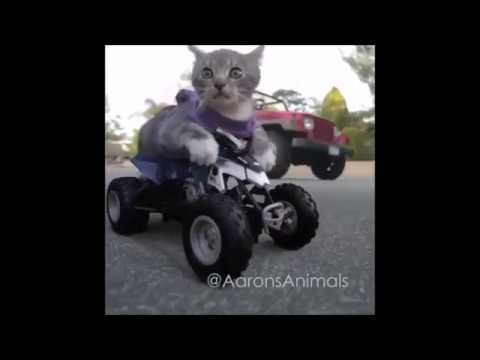 Video divertentissimi 2016 - Video divertentissimi che fanno morire dal ridere - YouTube - LinkShared