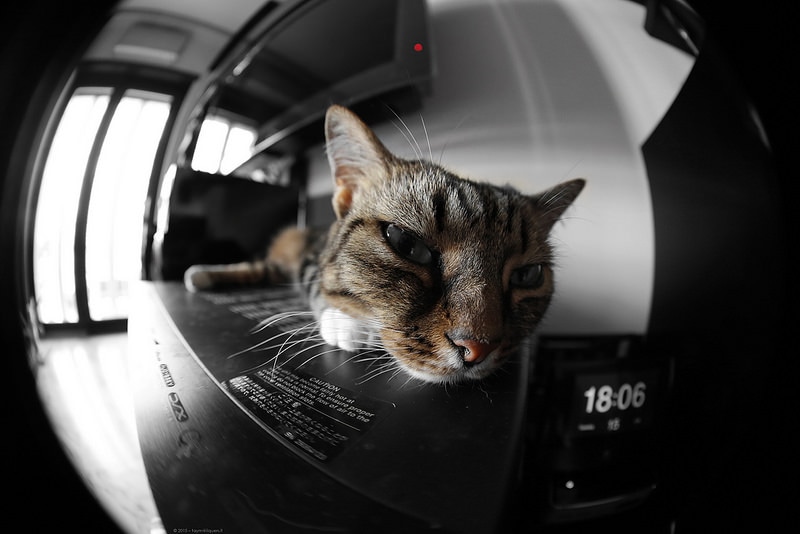 Gatti che mangiano gelati-divertente - AMICO MIO