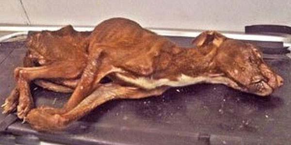 Questo cane era irriconoscibile quando è stato trovato. Com'è adesso non crederai ai tuoi occhi.