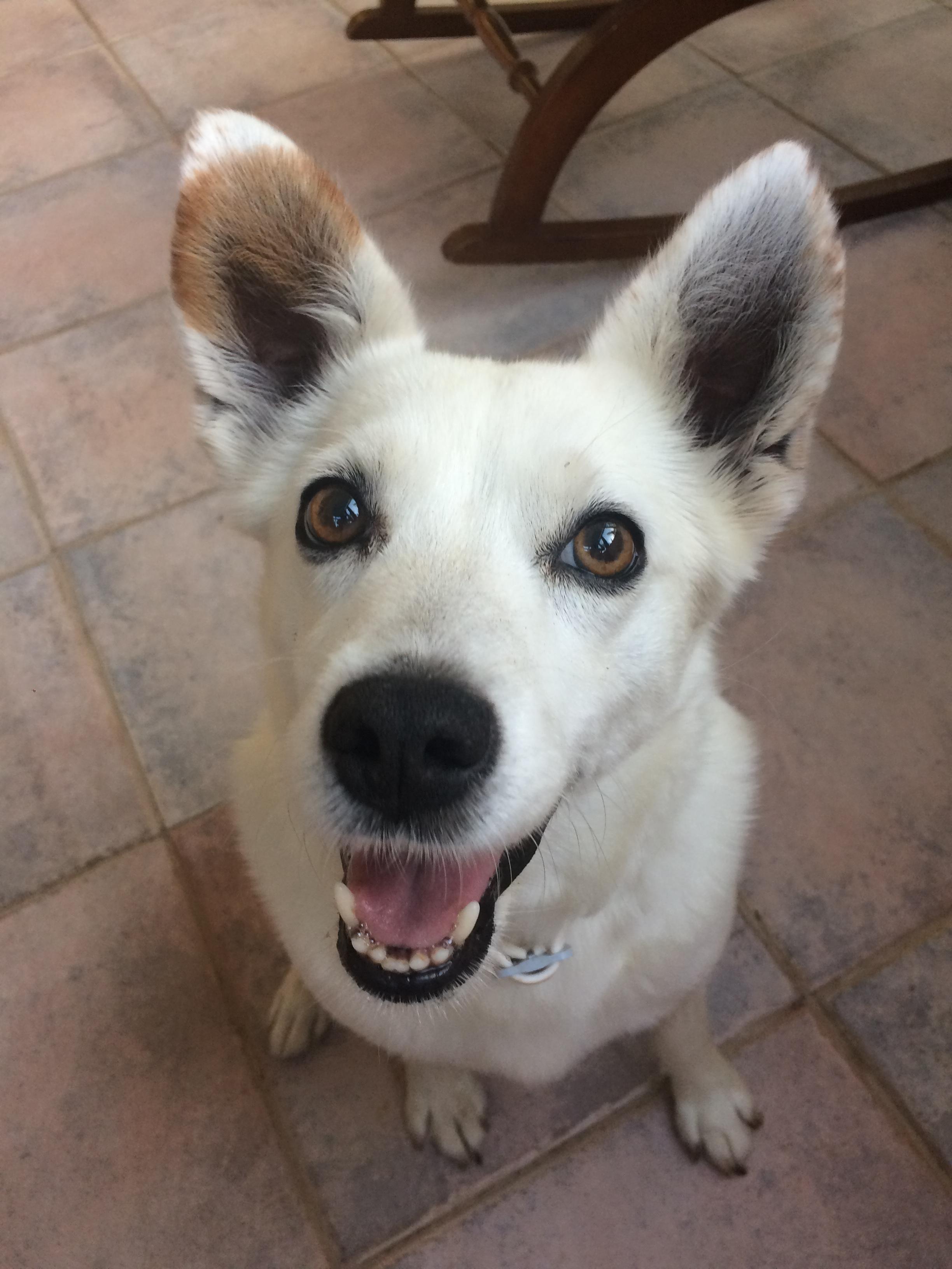 Il tuo cane si comporta in modo strano? Ecco perché: