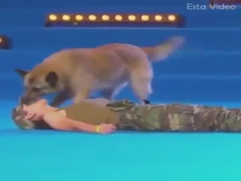 Arresto cardiaco? Guardate cosa fa questo lupo: