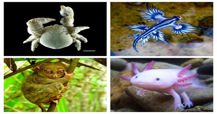 Gli animali più bizzarri del pianeta: