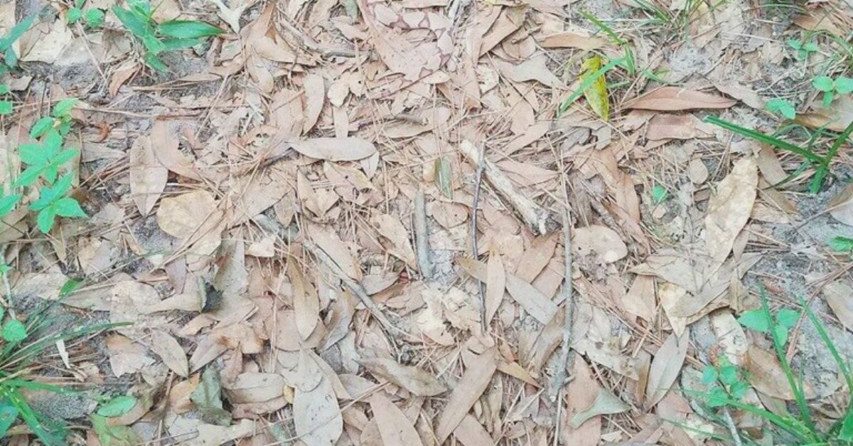 C'È UN SERPENTE TRA LE FOGLIE: Riesci a trovarlo in meno di 10 secondi? Mettiti alla prova: