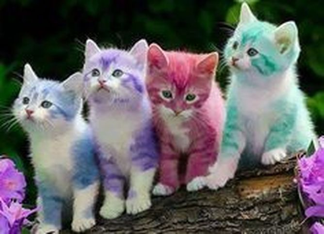 DIVERTIAMOCI CON I GATTINI - AMICO MIO