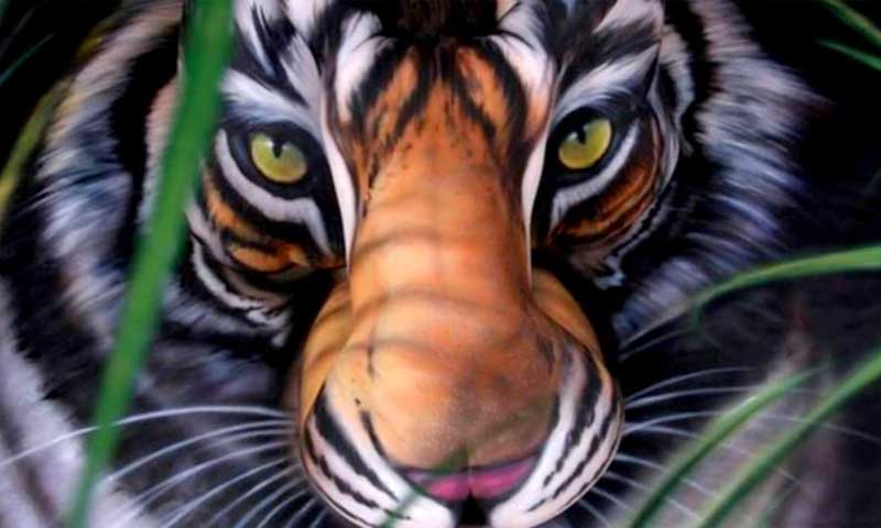 Osserva attentamente questa tigre... Quello che vedrai nelle prossime foto ti meraviglierà: