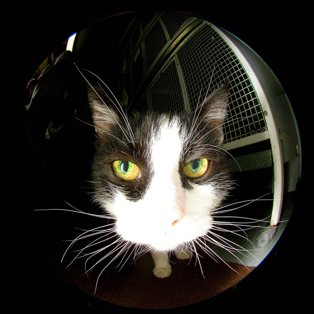 Simpatici gattini - AMICO MIO