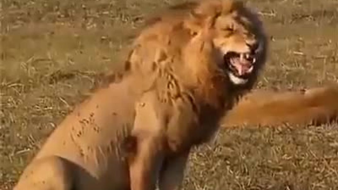 Lion laughing