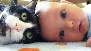 Cute Cats and Dogs Love Babies Compilation (2015)