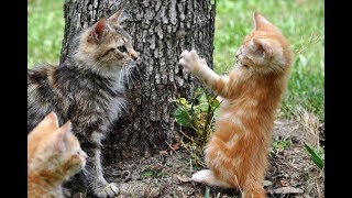 COMPILATION GATTI DIVERTENTISSIMI-COMPILATION FUNNY CATS