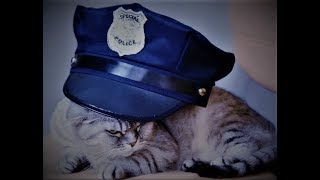 I GATTI DAI CARABINIERI -JOKES