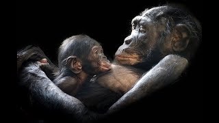 Love monkey-FUNNIEST MONKEYS,COMPILATION