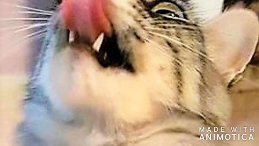 PROVA AD ABBANDONARE UN GATTO-JOKES - Video Dailymotion