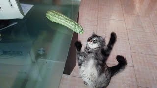 INCREDIBILE,SPEZZATO IL MISTERO DEI GATTI E LE ZUCCHINE,DIVERTENTISSIMO.