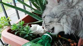 Ho viziato il mio gattino-Cats drink bottled water.