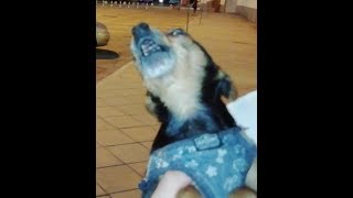 IL CANE CHE CANTA -MILO E' PAZZESCO -THE DOG THAT SINGS  -MILO IS CRAZY