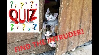 QUIZ:TROVA L'INTRUSO!-FIND THE INTRUDER!-