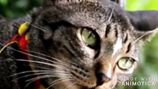 O.O...O...OCCHI DI GATTO...O.O...O...OCCHI DI GATTO... - Video Dailymotion