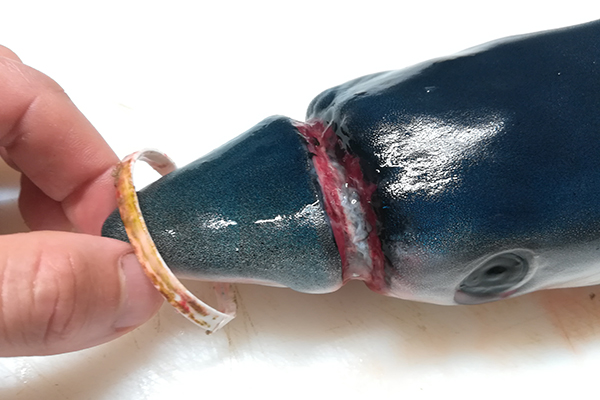 Anche gli squali del Mediterraneo vittime della plastica - National Geographic
