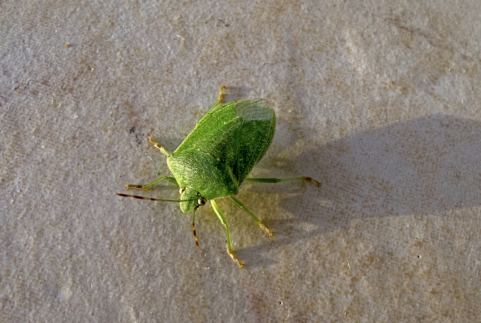 Cimici verdi, torna l'invasione in casa: ecco come eliminarle (rispettando la natura) | ANIMALI - LEGGO.it