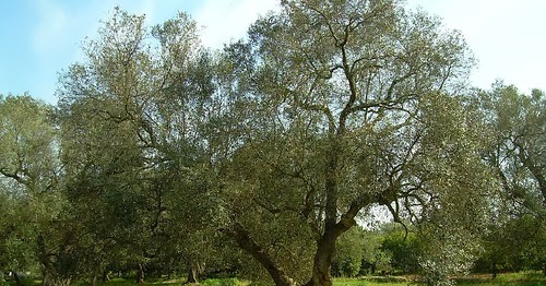 L'olivo. Ecologia agricola.