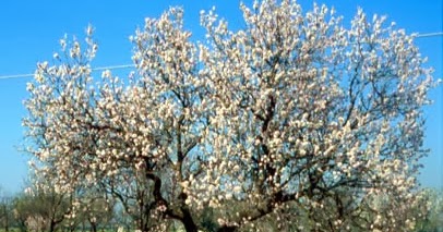 Il Mandorlo. Botanica.