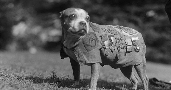 Lo Sapevi Che Il Sergente Stubby è stato un cane che ha prestato servizio nell'esercito statunitense - marcozuccardi.it