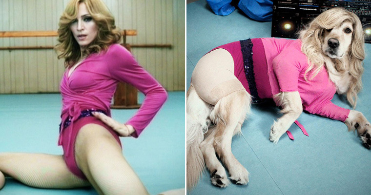 This Dog Recreated Madonna's Iconic Photos, And It's Brilliant