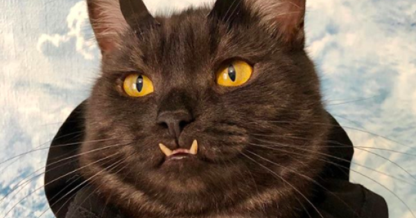 Questo gatto vampiro (che nessuno voleva adottare) spopola sui social  - Radio 105
