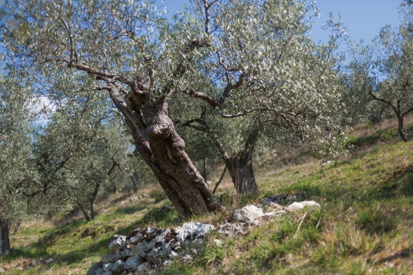 L'URLO: Giornata Internazionale dell’Ulivo, un progetto da un milione di nuovi alberi