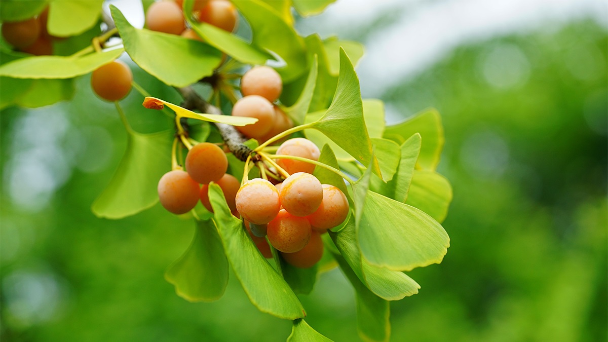 I puzzolenti frutti del Ginkgo biloba – Raccontare In Viaggio