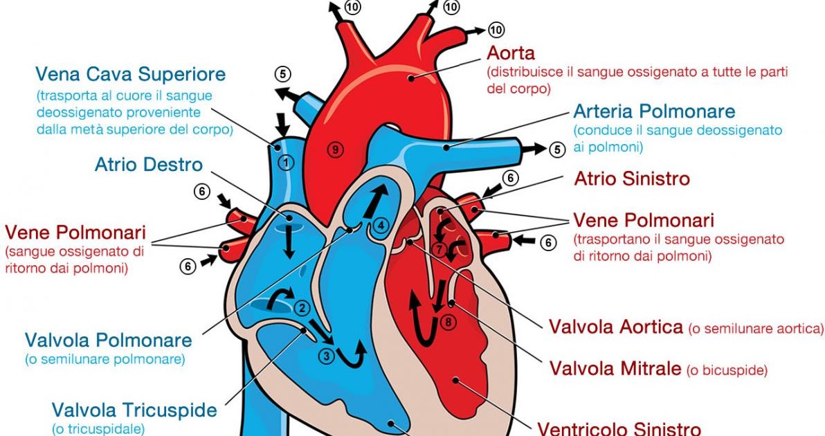 Cos'è il Cuore ?